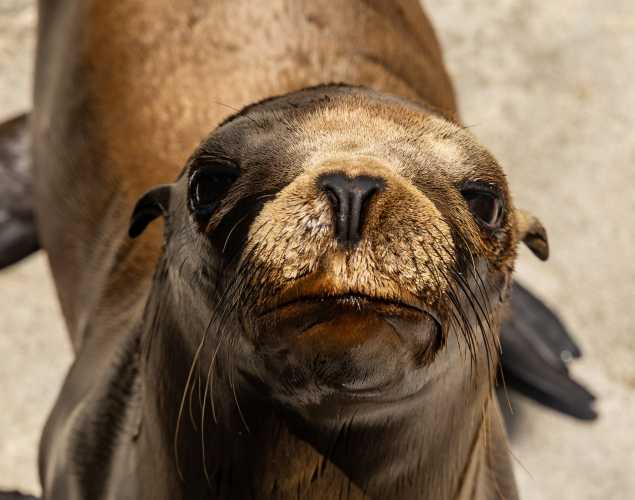California sea lion Slacktide
