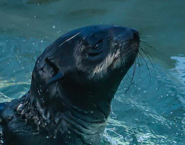 northern fur seal Calimesa
