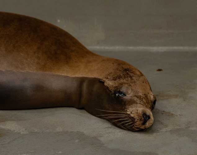 california sea lion mortadella