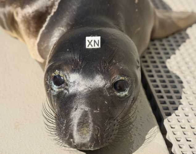 northern elephant seal Nathaly