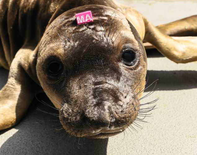 northern elephant seal Murphy