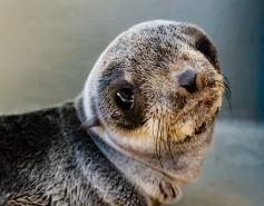 northern fur seal Juicebox