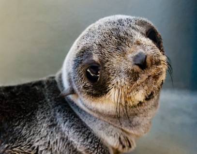 northern fur seal Juicebox