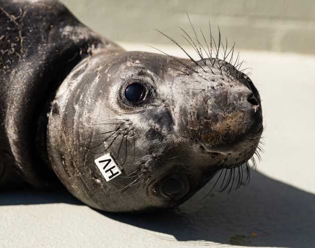 northern elephant seal Horseshoe