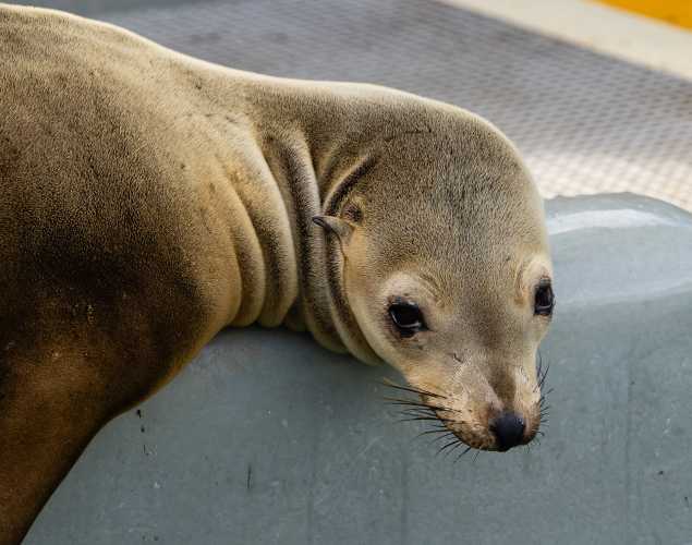 California sea lion McCrae