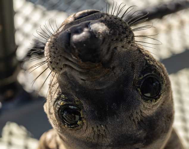 northern elephant seal Lemondrop