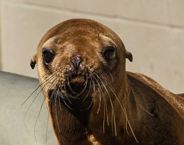 California sea lion Alcatraz