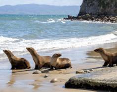 Four young California sea lions walk on the beach toward the ocean.