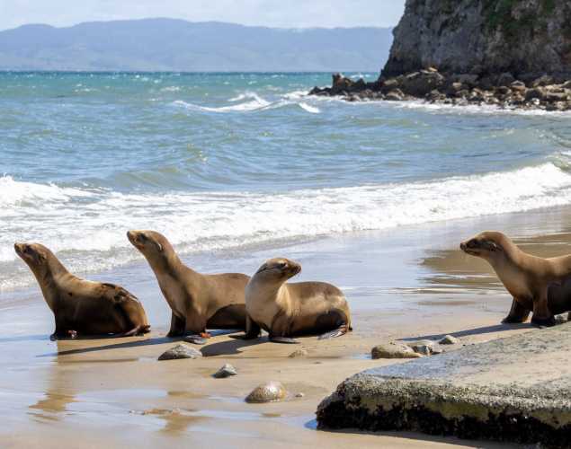 Four young California sea lions walk on the beach toward the ocean.