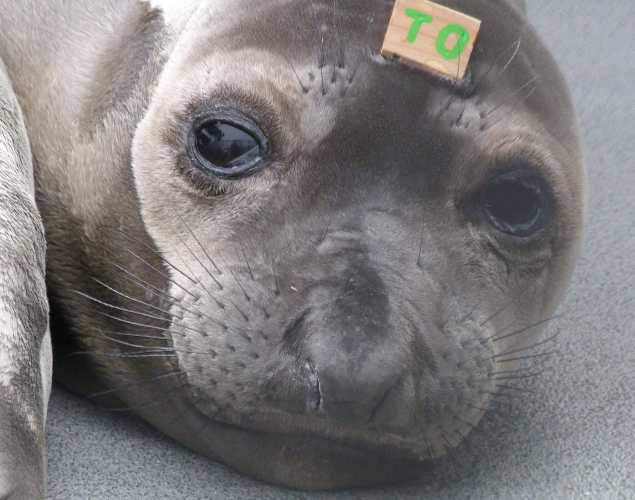 northern elephant seal Zuni