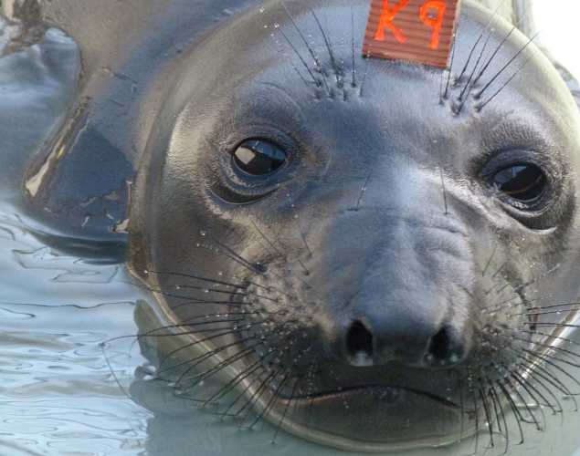 northern elephant seal Kelty