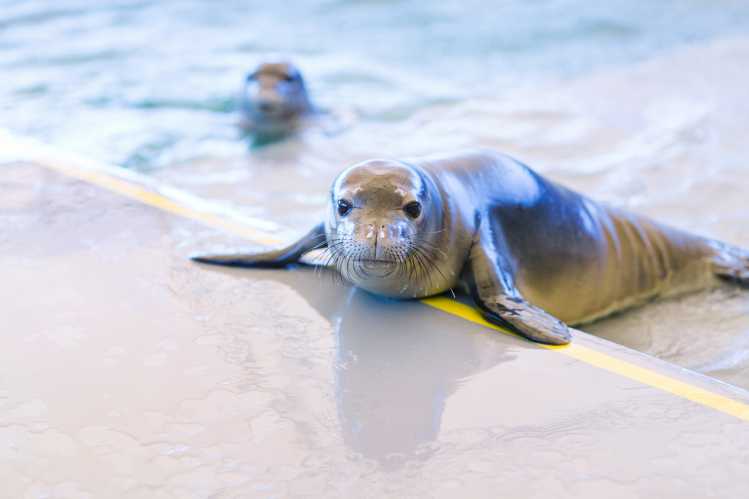 two Hawaiian monk seal patients at Ke Kai Ola