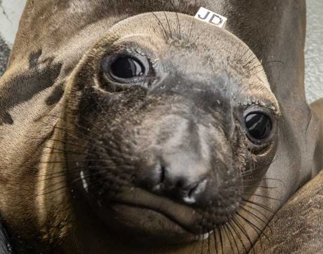 northern elephant seal Stubborn