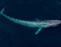 Blue whale