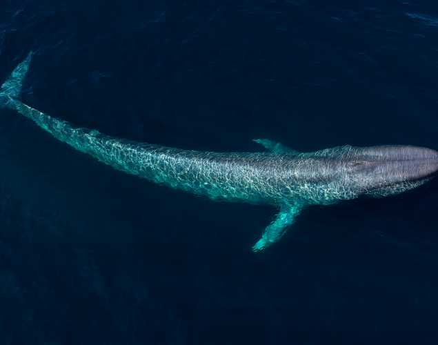 Blue whale