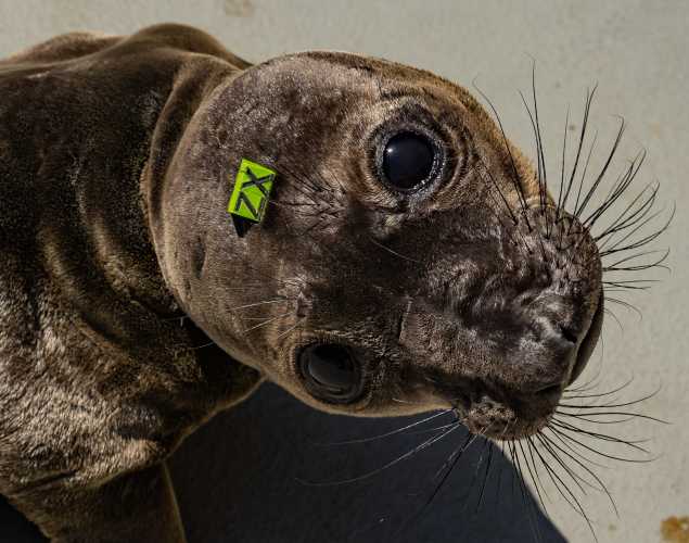 northern elephant seal Etienne