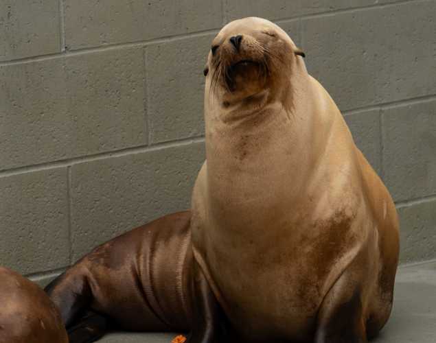 sea lion topsy