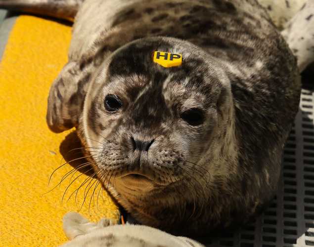 harbor seal Milani