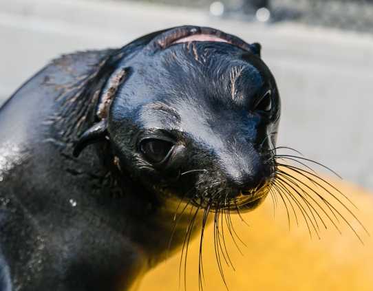Guadalupe fur seal Annette with visible scar around his head