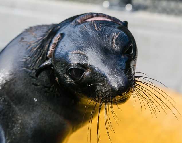 Guadalupe fur seal Annette with visible scar around his head