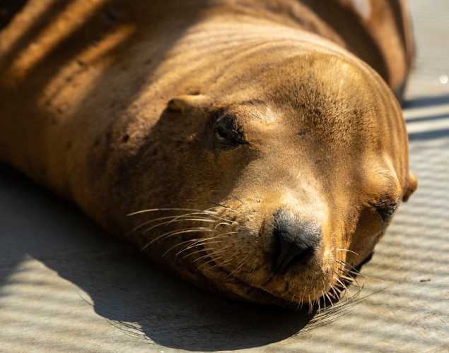 California sea lion Greggy