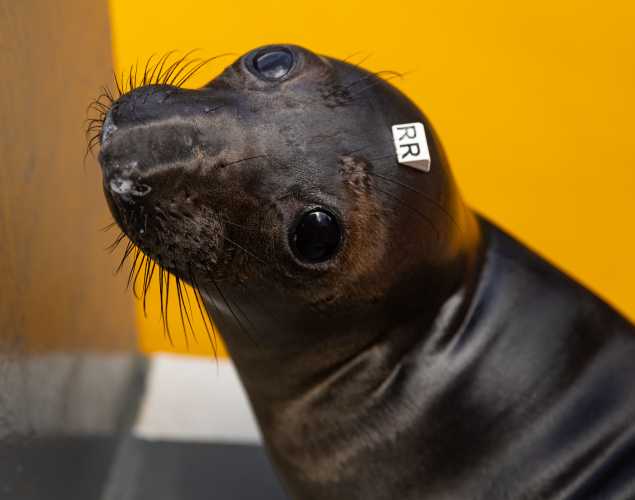 Northern elephant seal Raya