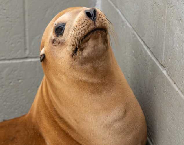 freediver california sea lion