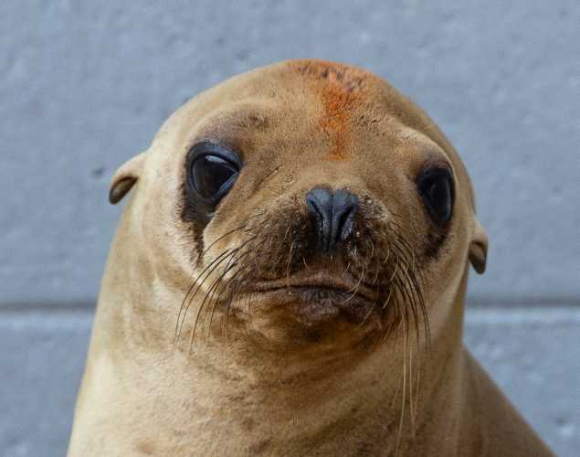 california sea lion falcon