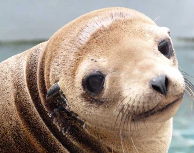 California sea lion Velo