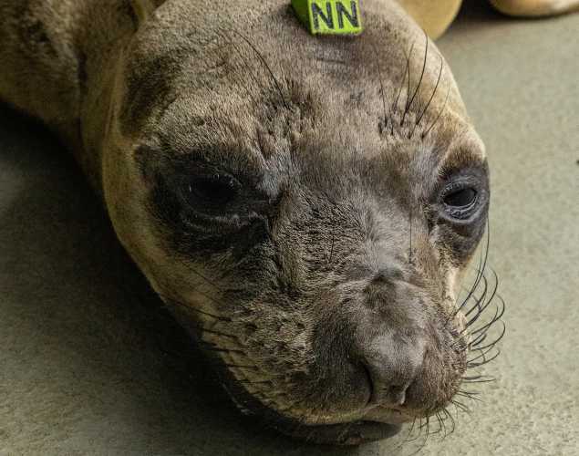 northern elephant seal Boston