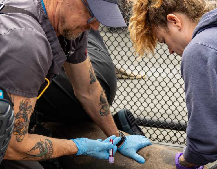 Two veterinary experts collect a blood sample from an elephant seal.