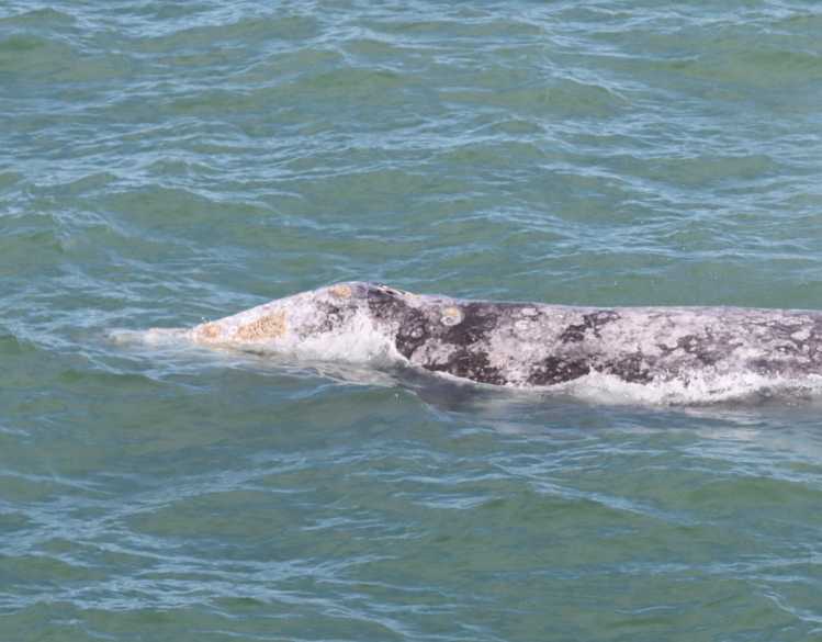 gray whale surfacing with blowhole visible