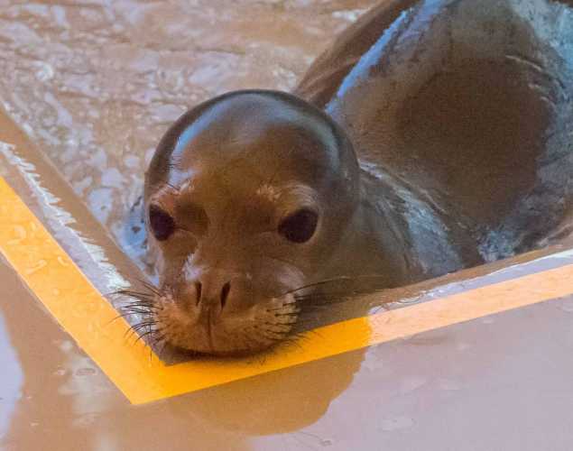 Hawaiian monk seal Hilinaʻi