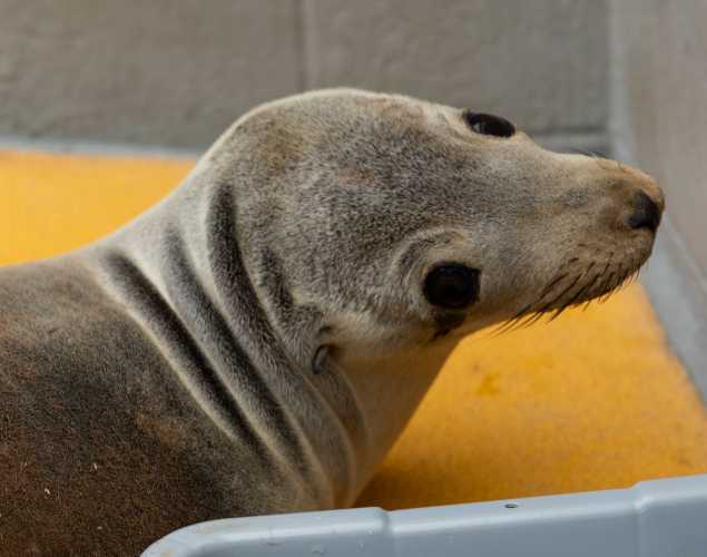 California sea lion