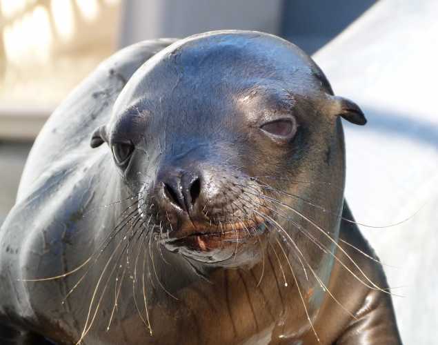California sea lion Pigeonaire