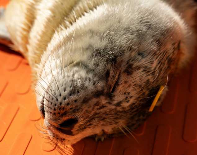 Harbor seal pup