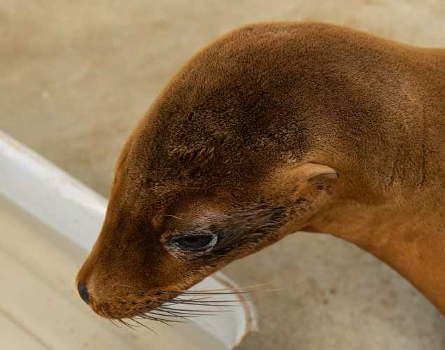California sea lion Zim