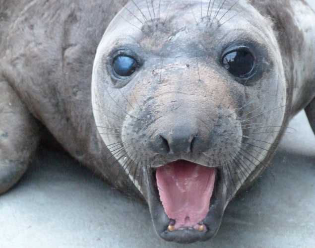northern elephant seal Hissy