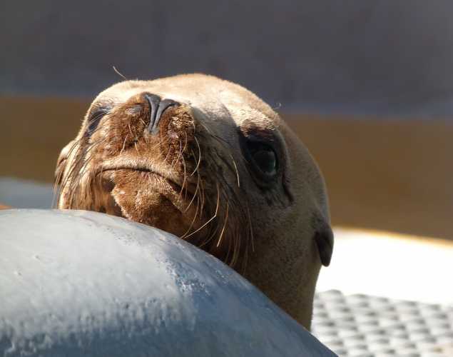 California sea lion Kalipso