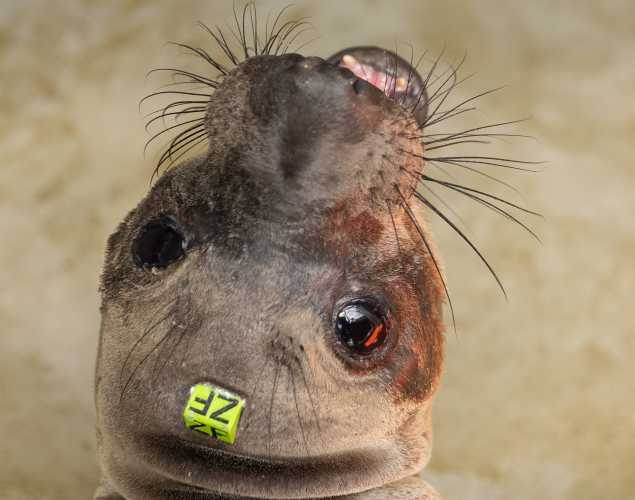 northern elephant seal Finnegan