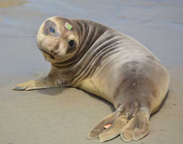 northern elephant seal Trekkie