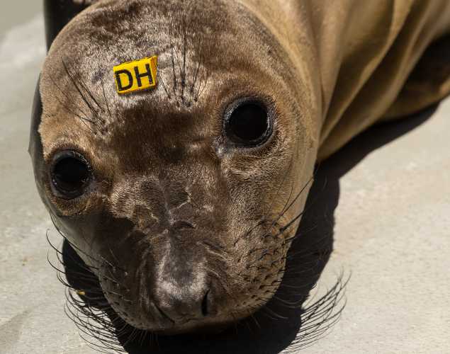 northern elephant seal Giovanni