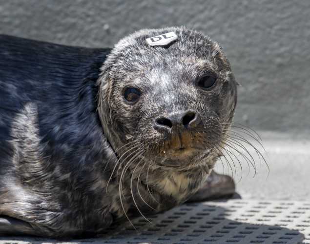 harbor seal Dackler