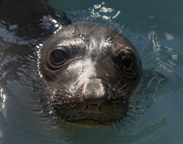 northern elephant seal Skippy