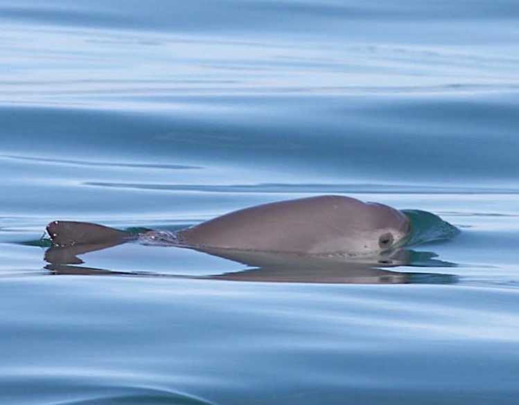 vaquita surfacing