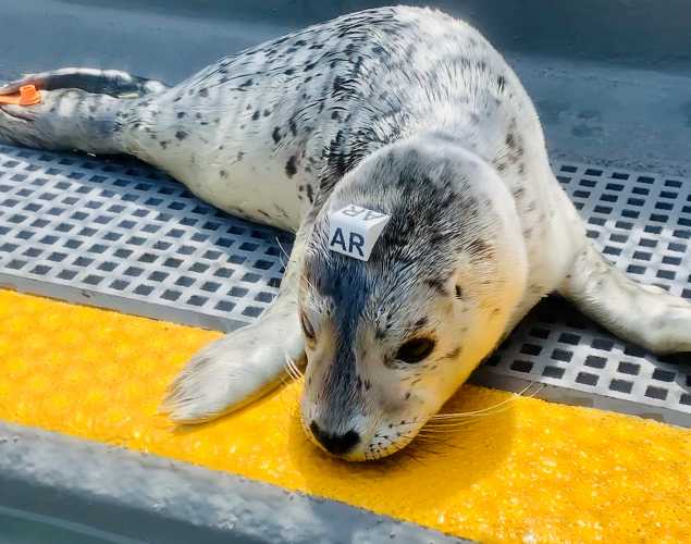 harbor seal pup Smithy