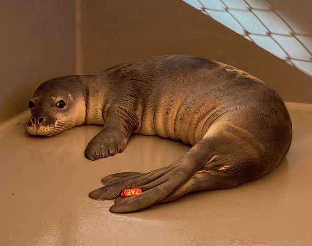 Hawaiian monk seal R7AF