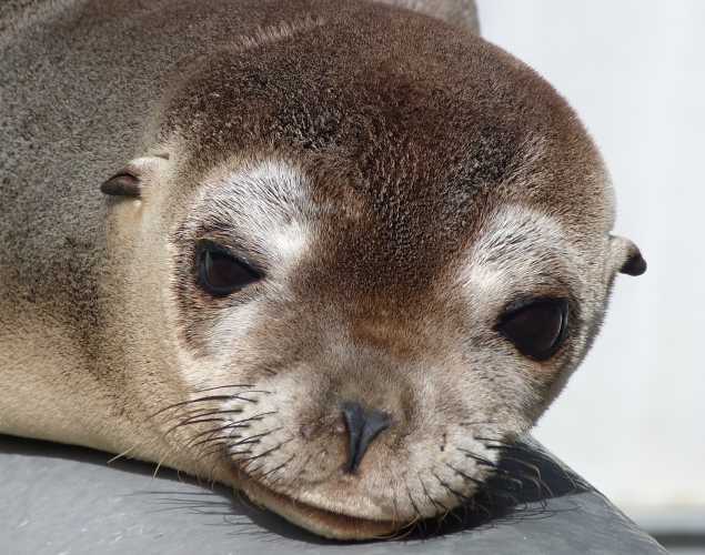 California sea lion Egbert