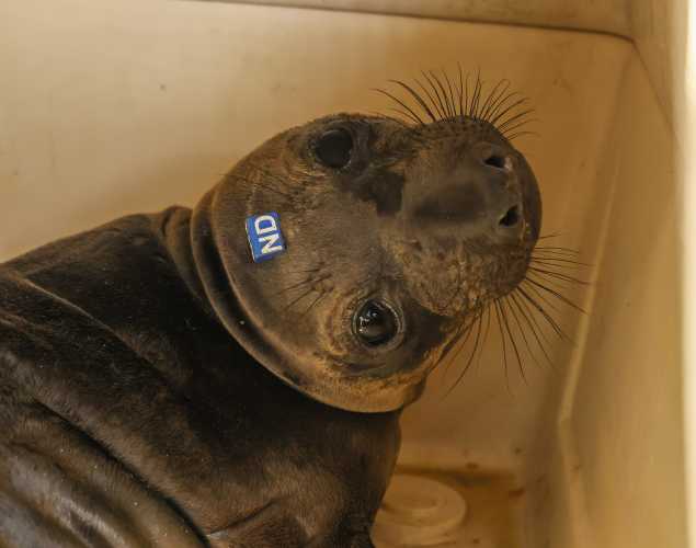 northern elephant seal Rufus