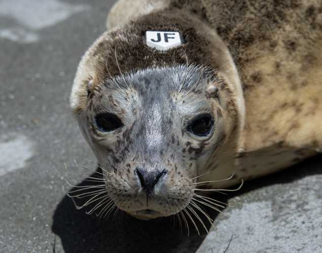 harbor seal Beeper